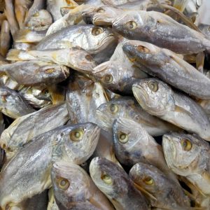 Ikan Masin Gelama Bulat